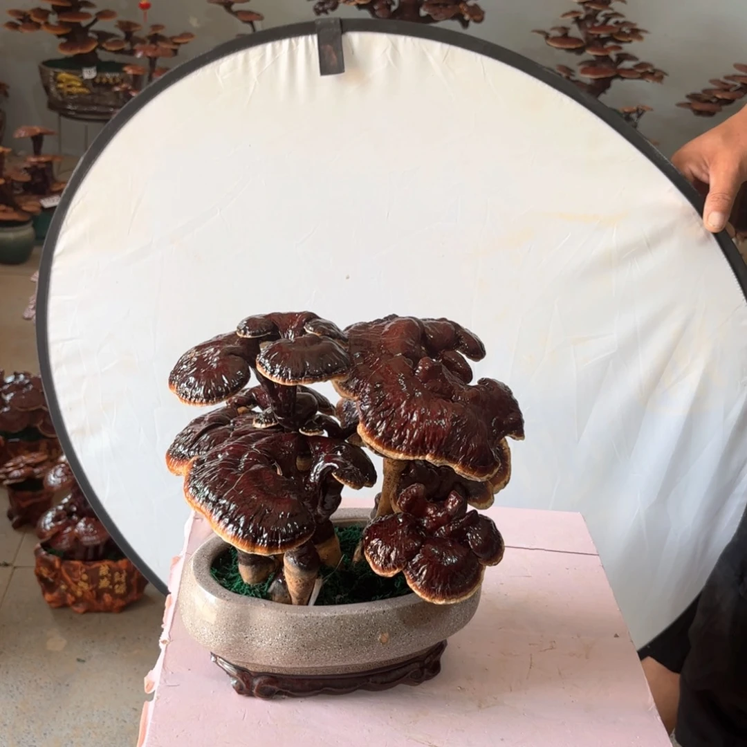 无花朵灵芝是我国著名植物