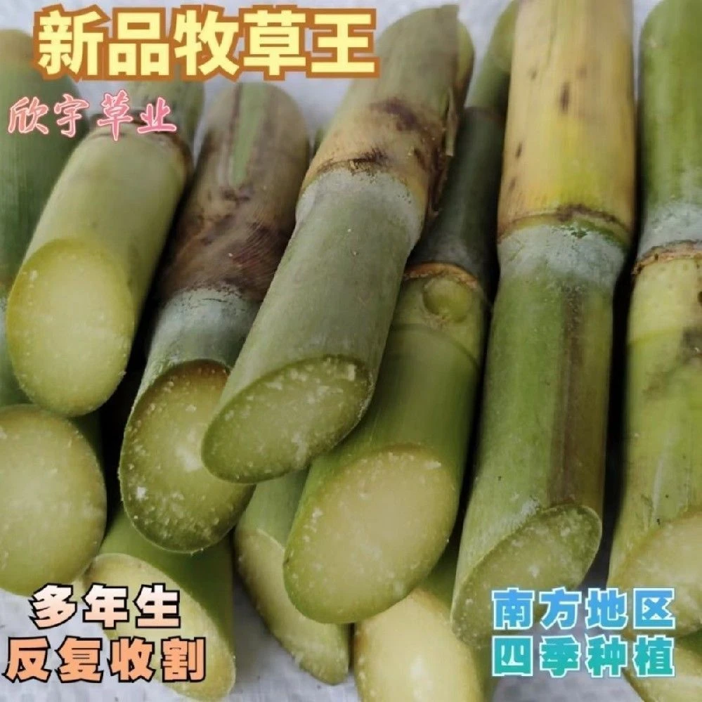 牧草王种节含糖分高耐寒养殖牛羊猪鸵鸟竹鼠食用饲料牧牧草种节