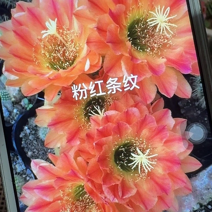 粉红条纹侧芽5公分左右毛花柱(20包邮