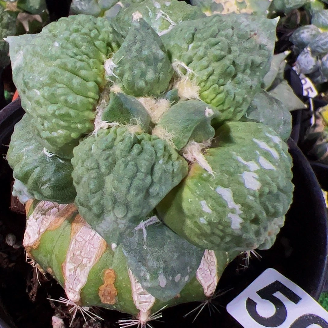 无花朵福利满尤颗粒怒涛牡丹125