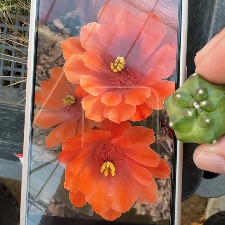 258橙太郎一个无根侧牙软，20包邮