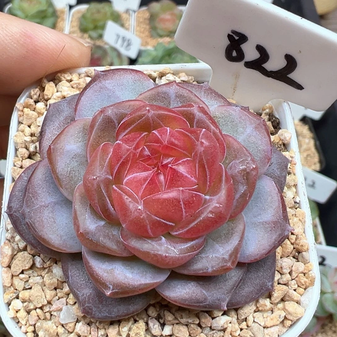 822号天使珍妮 晗雨多肉