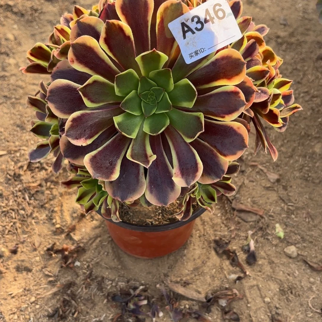 S***️欧嘉莉断枝不包346