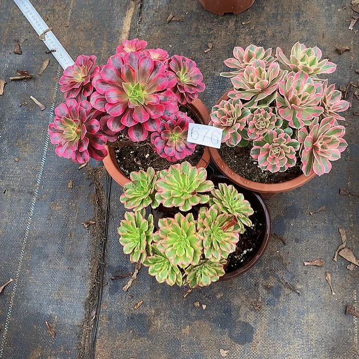 ℒ****多肉美杜莎女妖粉玲珑676