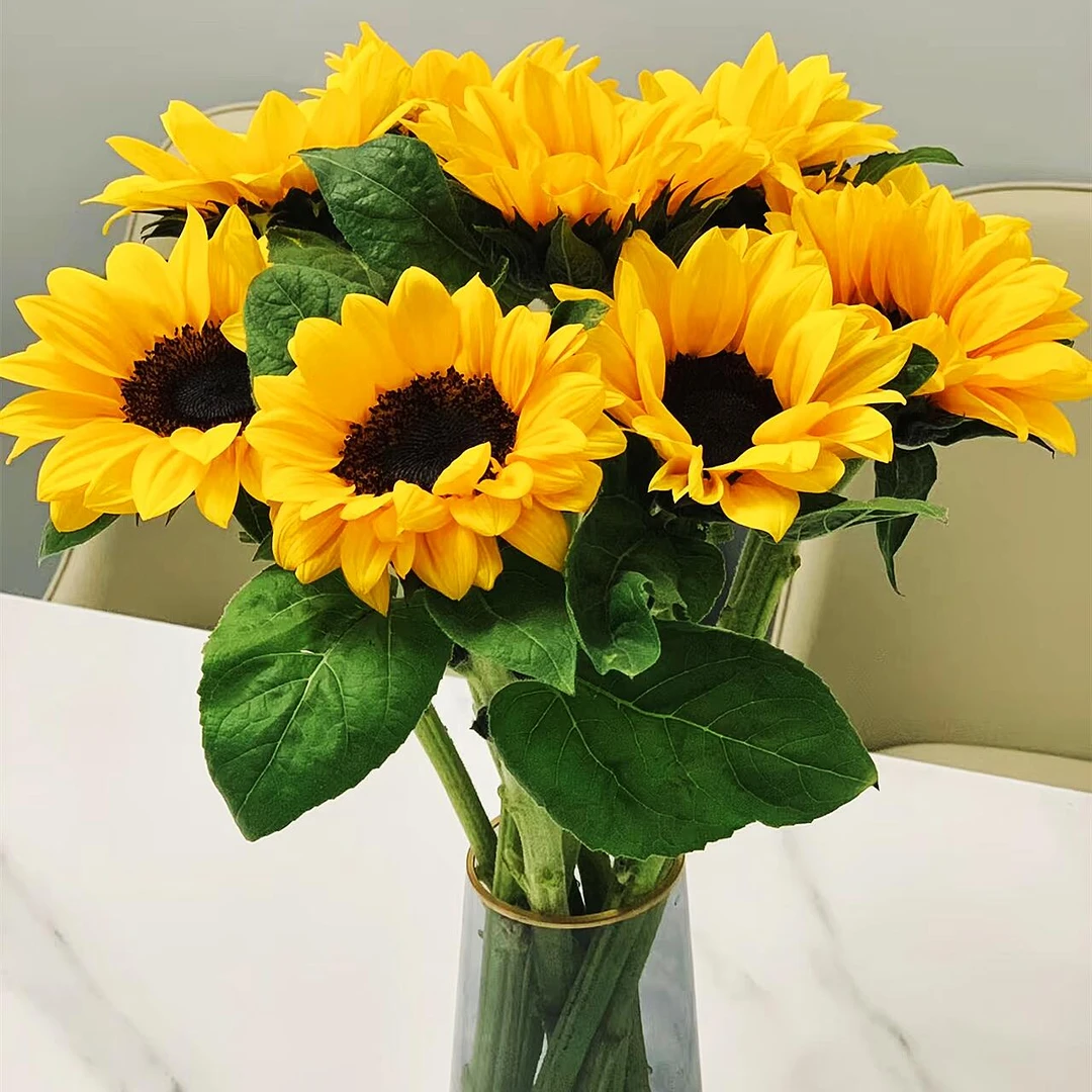 【向日葵】5枝高品质向日葵鲜花生活鲜花（今天下单明天到全场任意两单包邮到家）