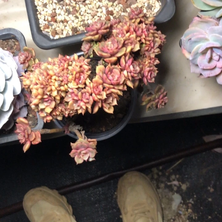 美**美47/////////////////