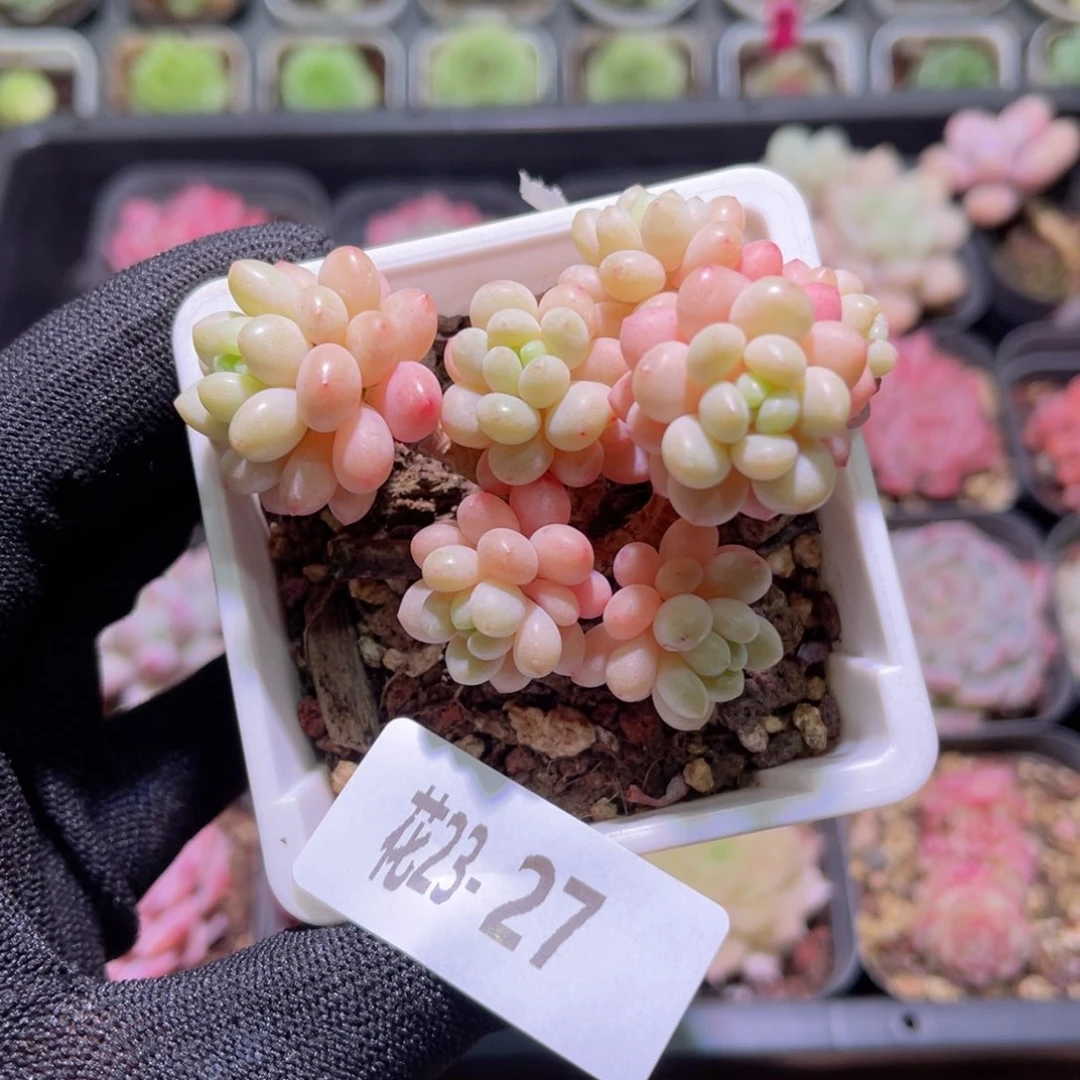 花23-27洛可可群生