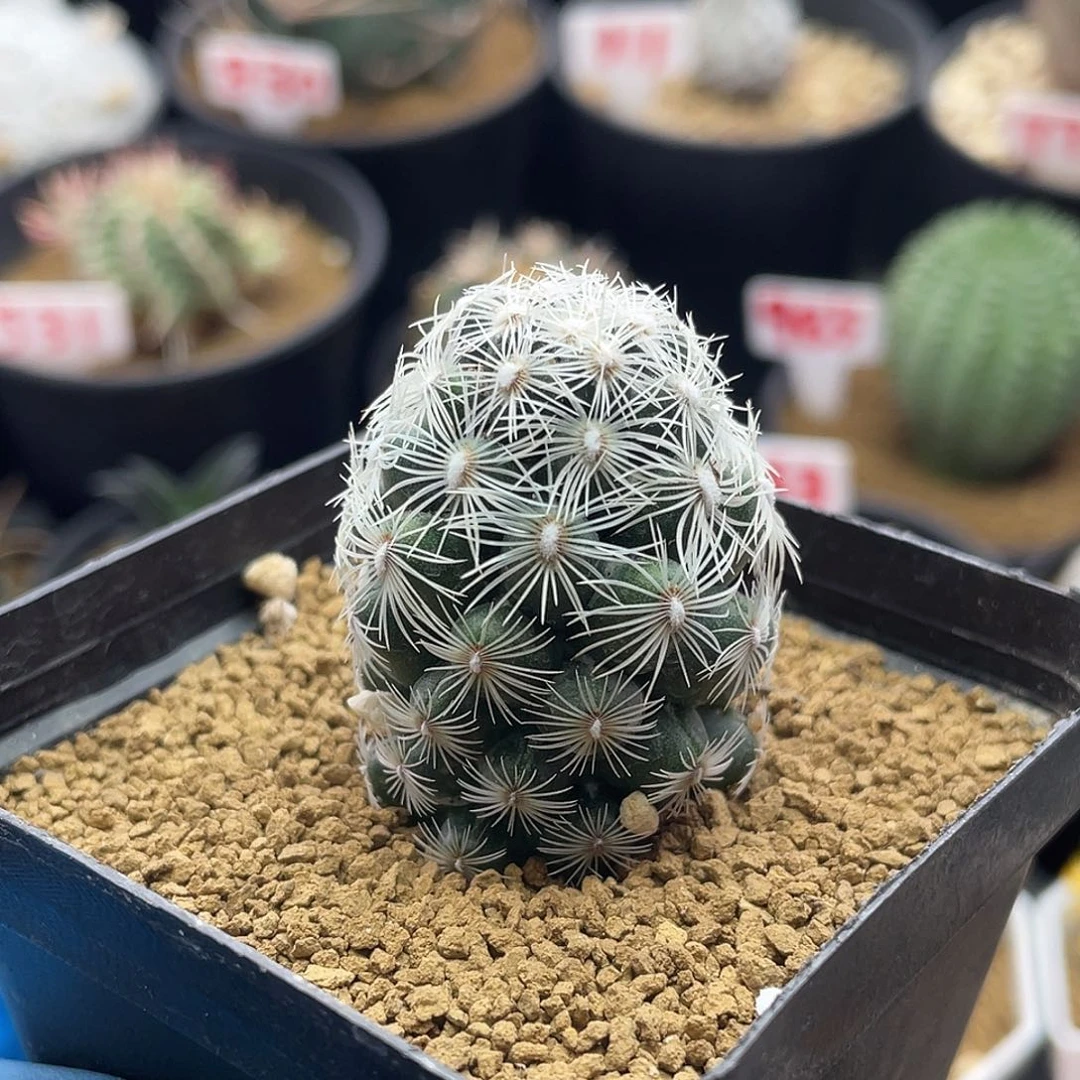 都锦圆锥玉属仙人球