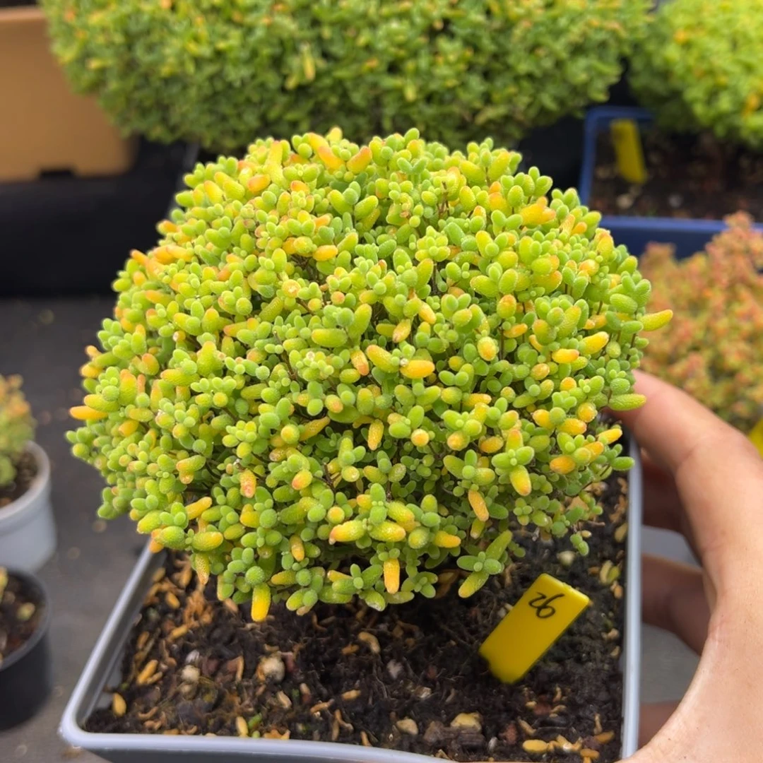 蜜橘糖球26号12cm盆