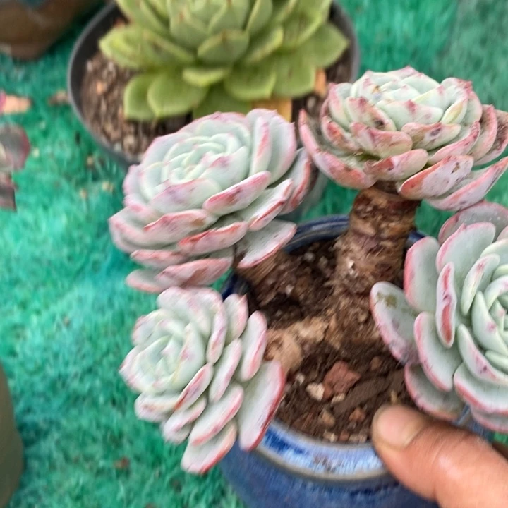 勃朗峰整无砍多肉