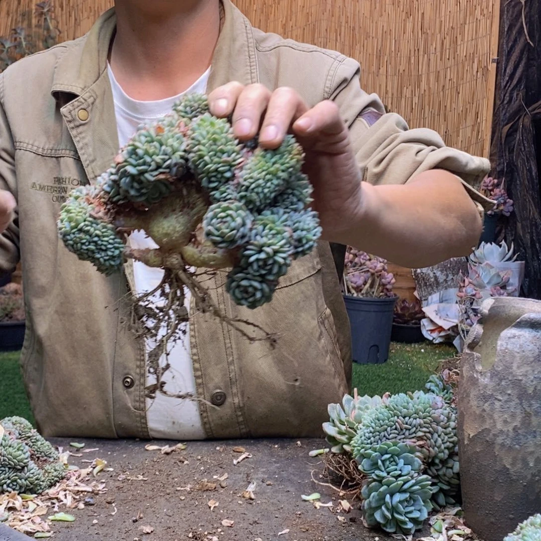 1***d白胖子缀化161