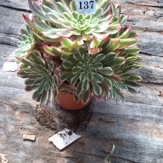 小***.多肉植物云彩137