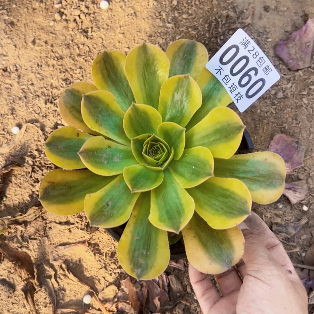 香炉盘黄锦0060法师