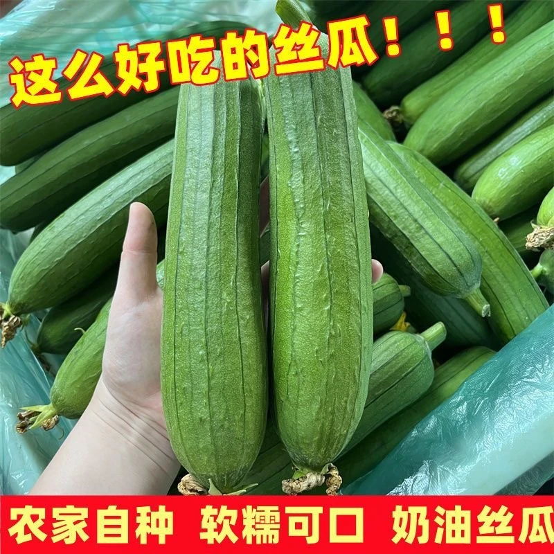 【顺丰包邮】大恒家新鲜肉丝瓜成熟了农家自产自销当天采摘老少皆宜