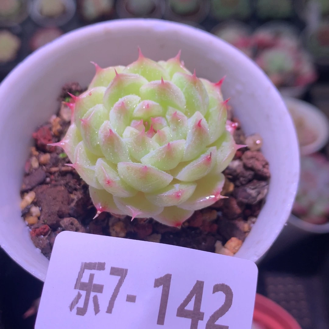 乐然 7-142 海王单头