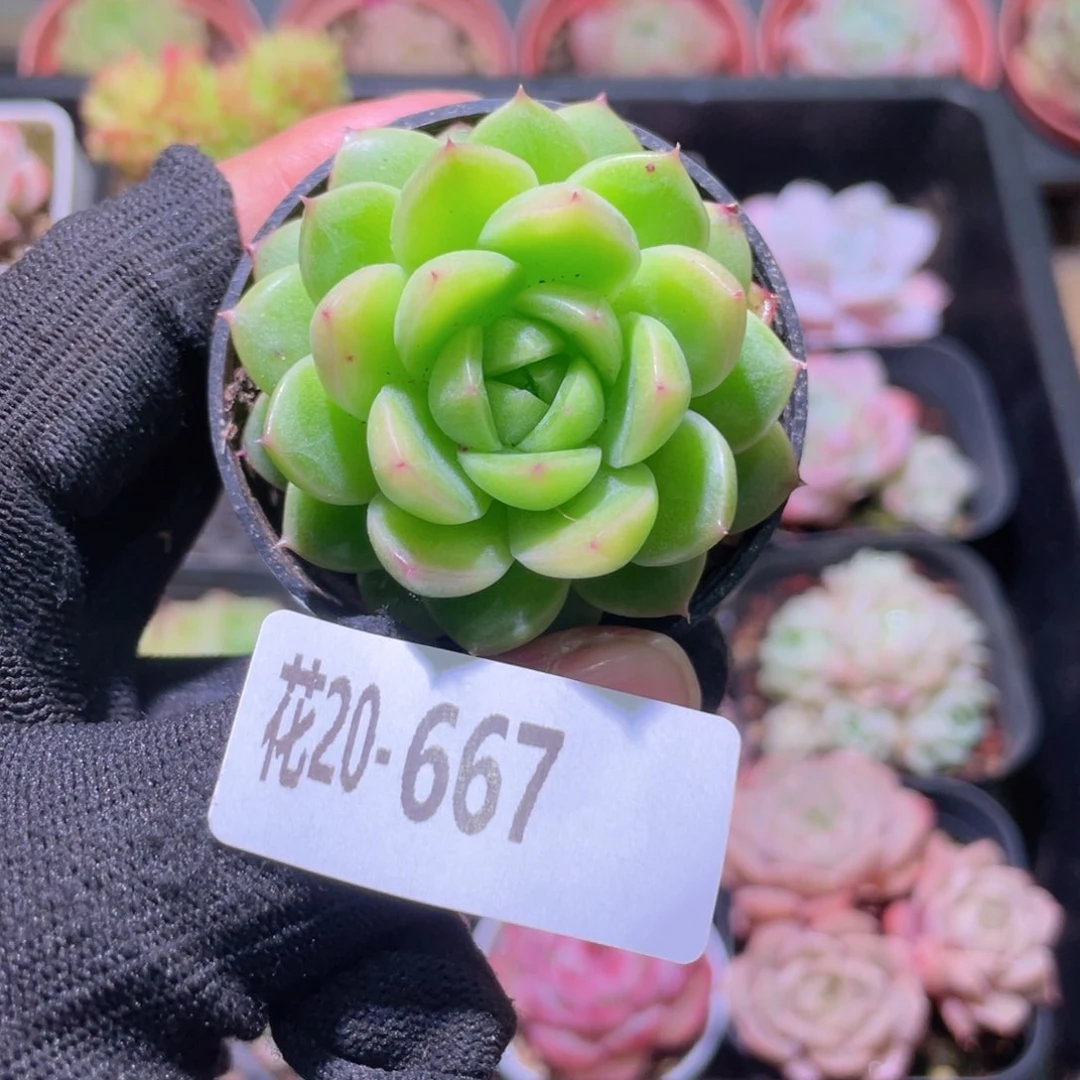 花利美20-667麦秆