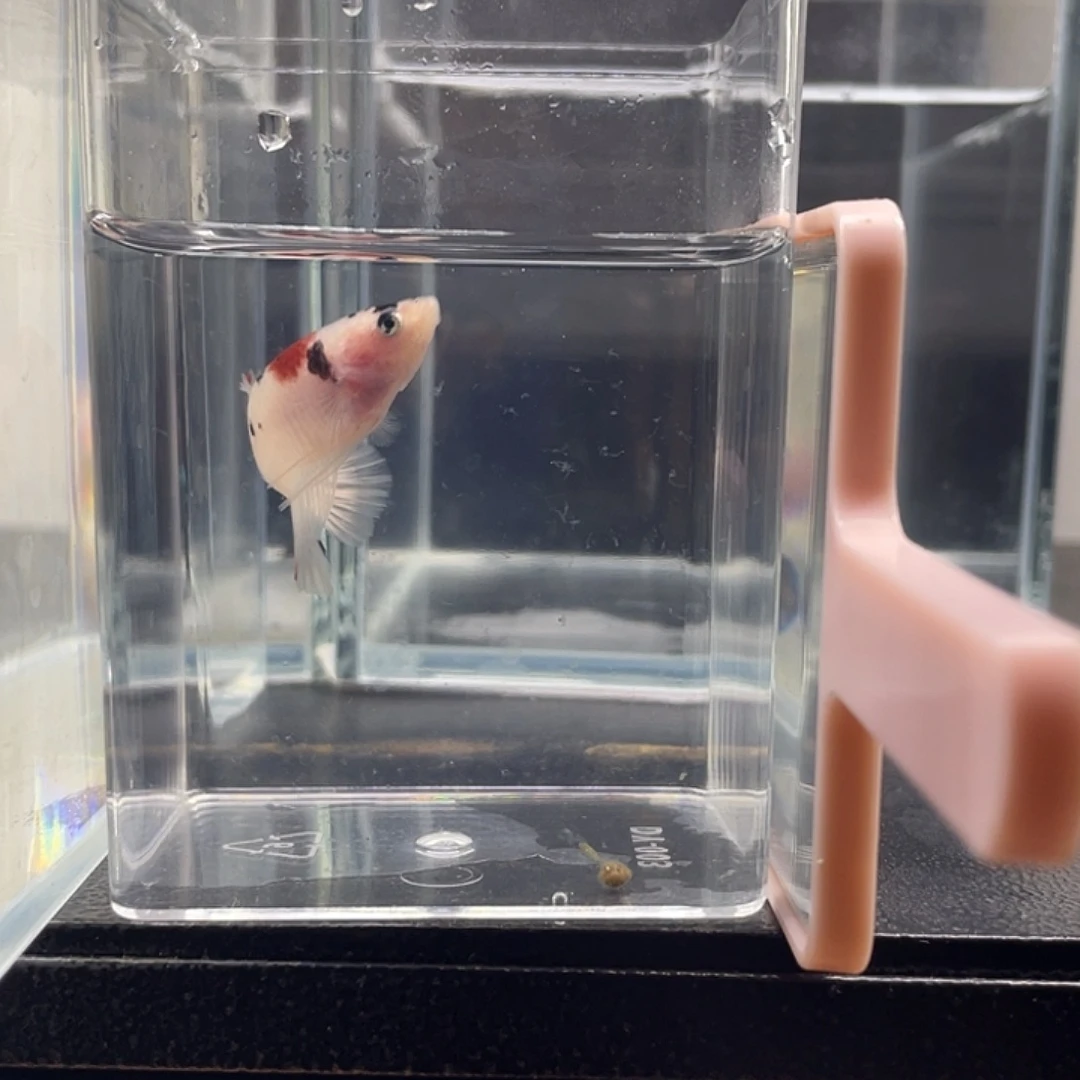 斗鱼可博泰斗092742