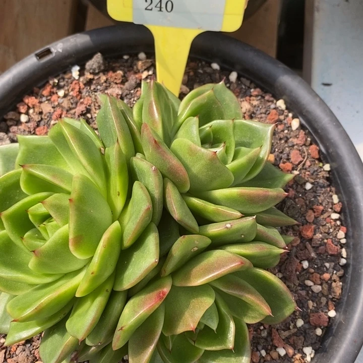 D240- 直播福利 史莱克三头