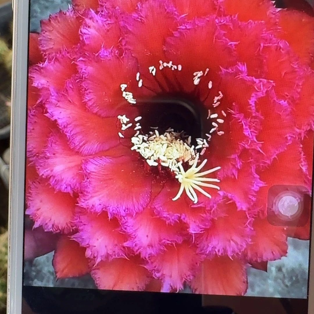 五花牛侧芽5公分毛花柱仙人球