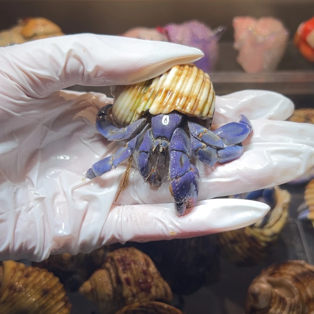 通体蓝紫陆口径2.4口