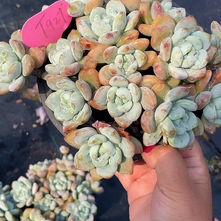 冷香群生多肉植物927