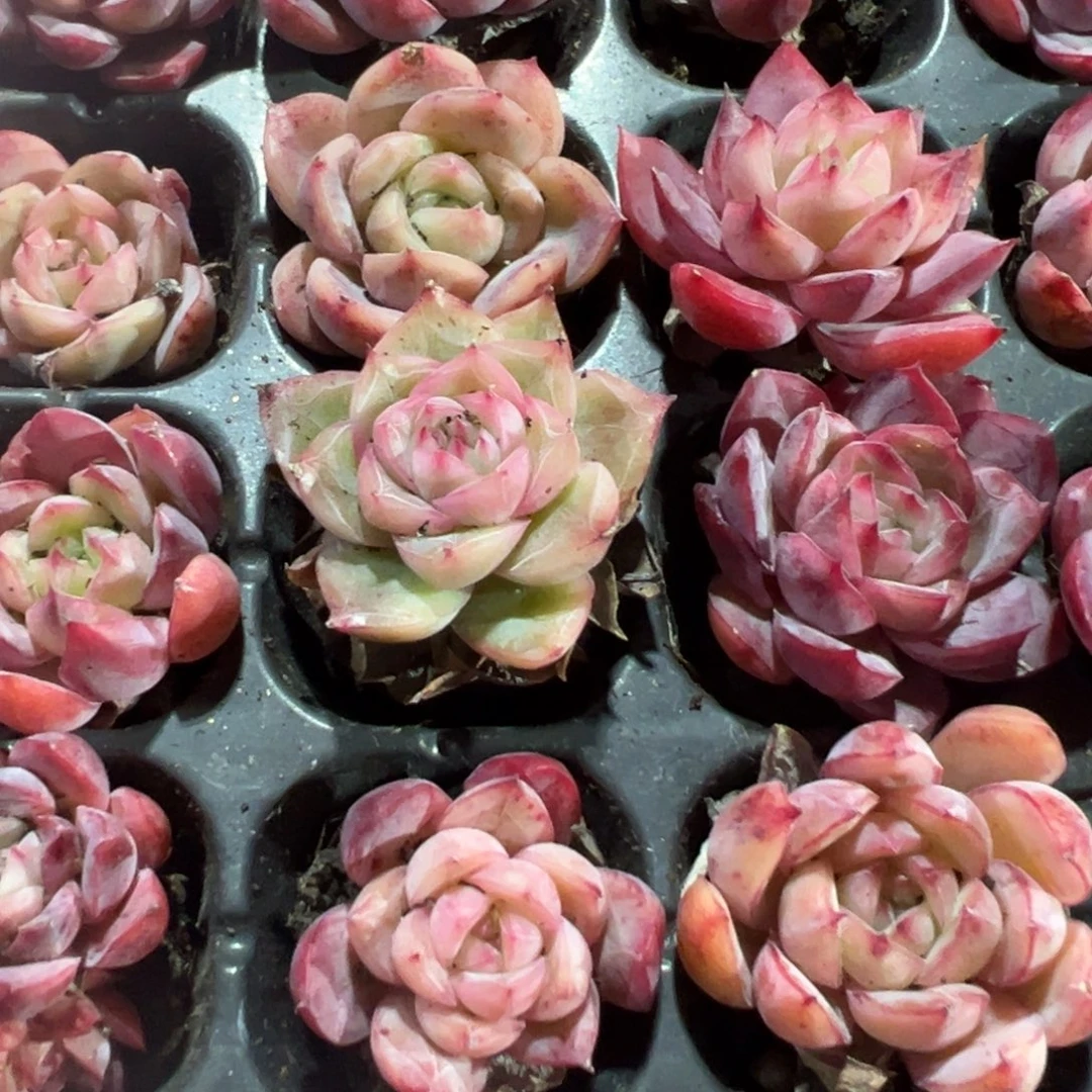 蔓越莓单头穴盘到手7颗大小3cm 量拍多肉