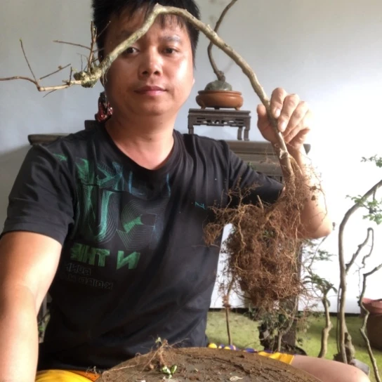 无花朵盆景盆栽植物（不包成活率）