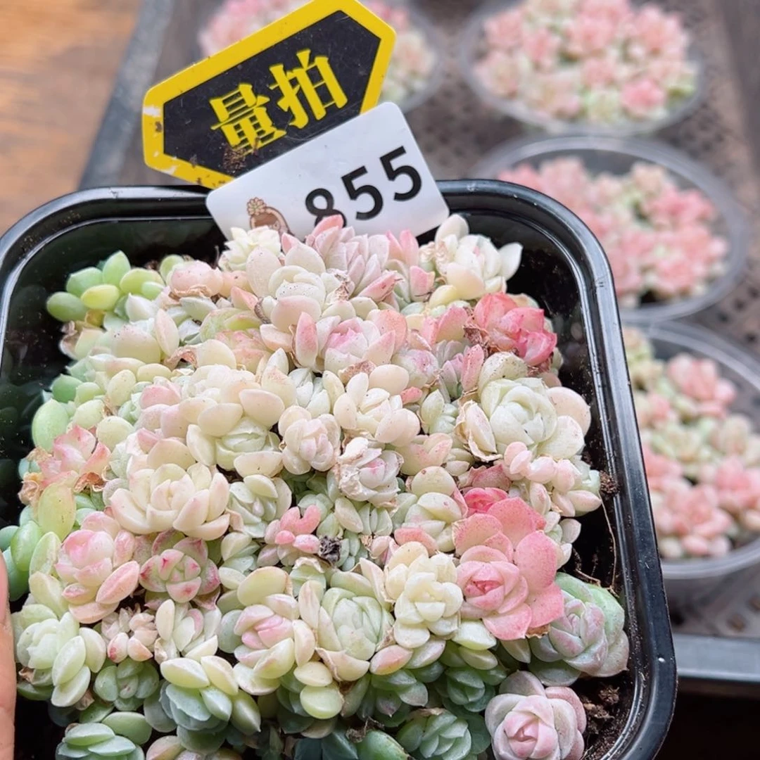 多肉植物多肉植物