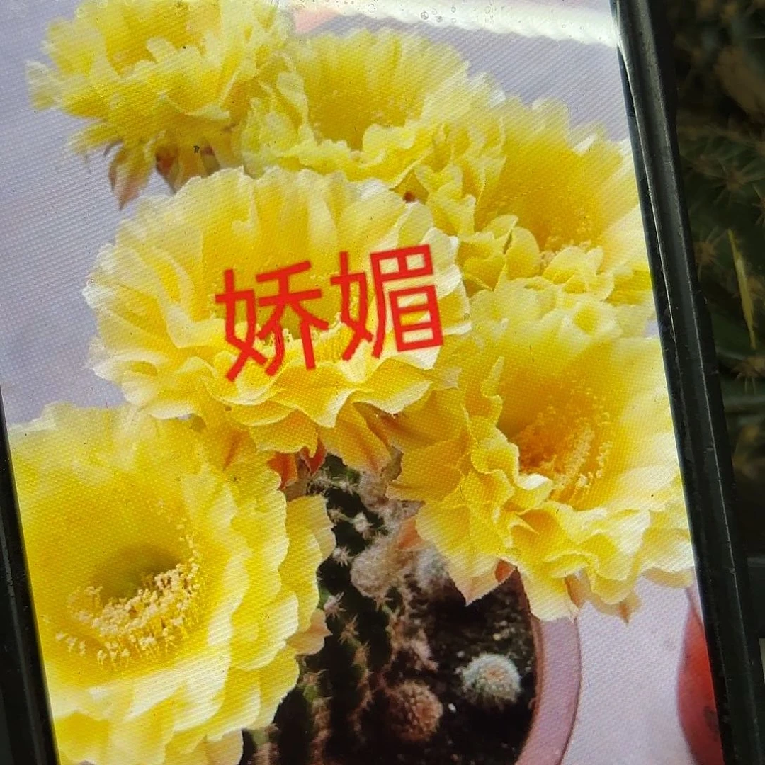 娇媚彩侧牙20包邮仙人球39