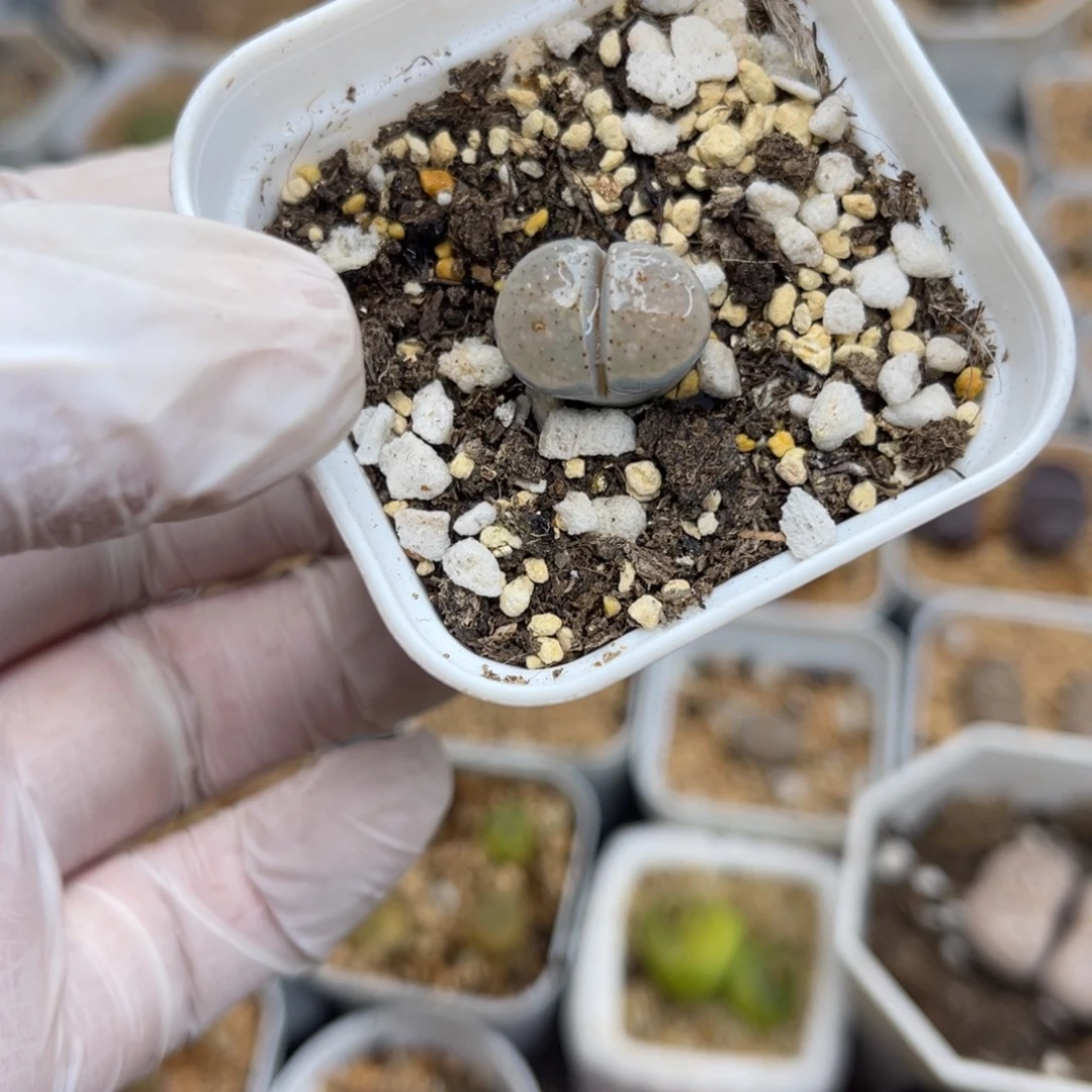 多肉植物一物一拍32