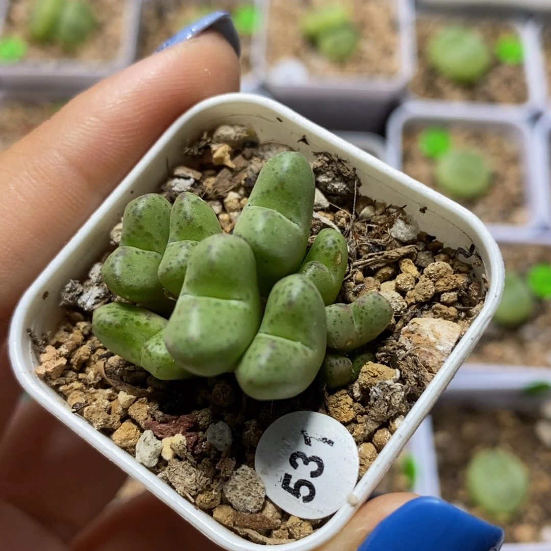 杂交9头多肉带盆531