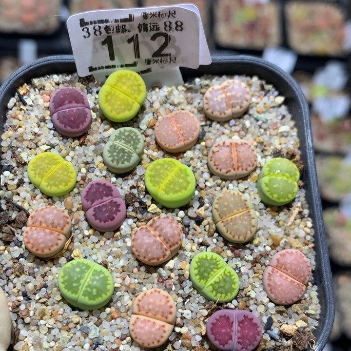 Zzz精品生石花112