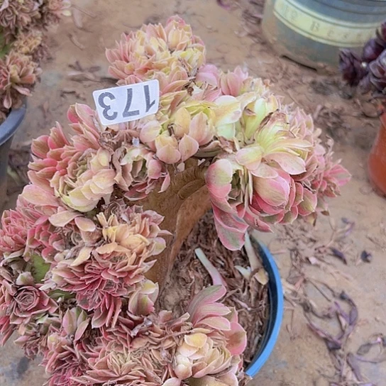 陈***姐多肉植物一个法师香非