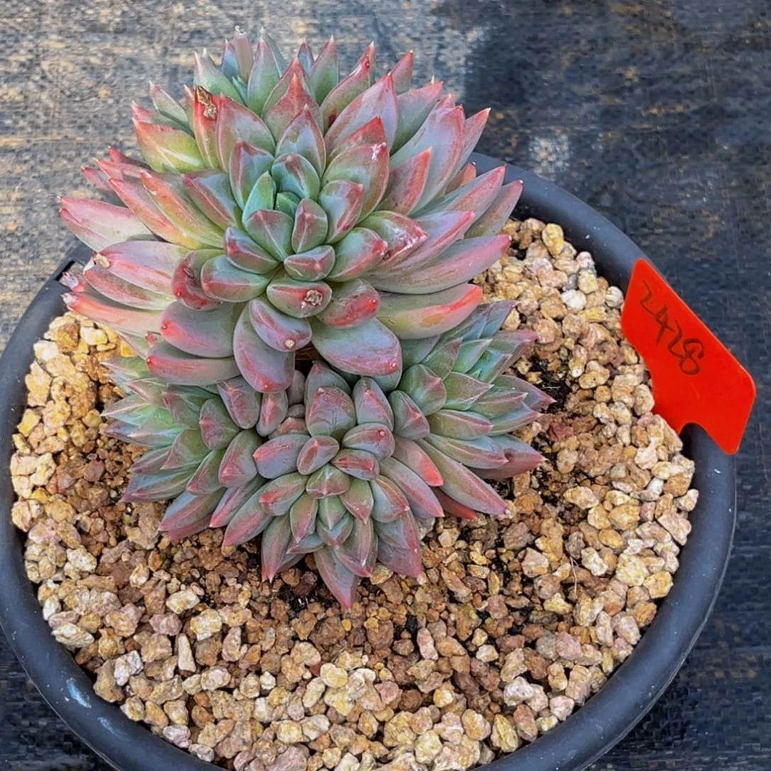 2428号上午多肉植物群生多肉植物