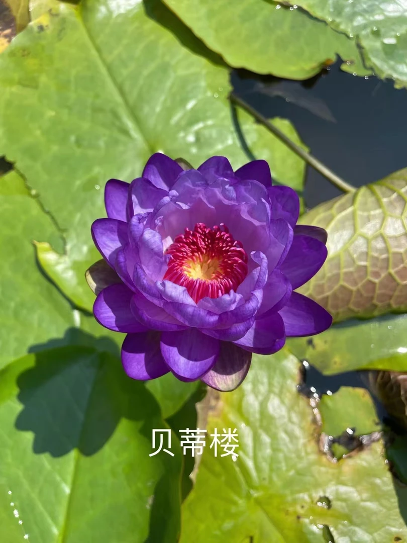 进口稀有澳洲睡莲贝蒂楼水培植物四季水养荷花水莲花盆栽池塘花卉