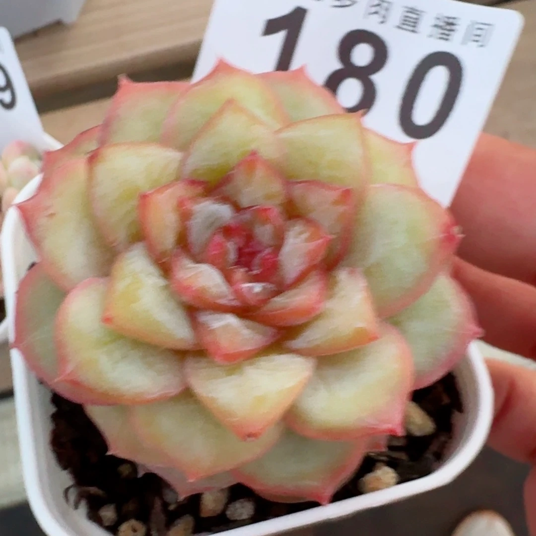 孤品         上新多肉植物