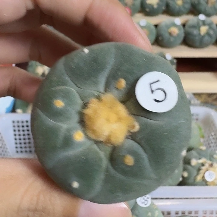 福利实生园艺观赏植物