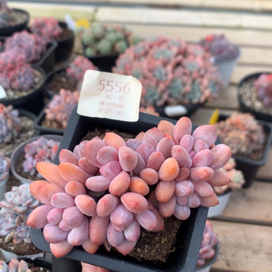 11厘米七头精控香水朵朵 5556