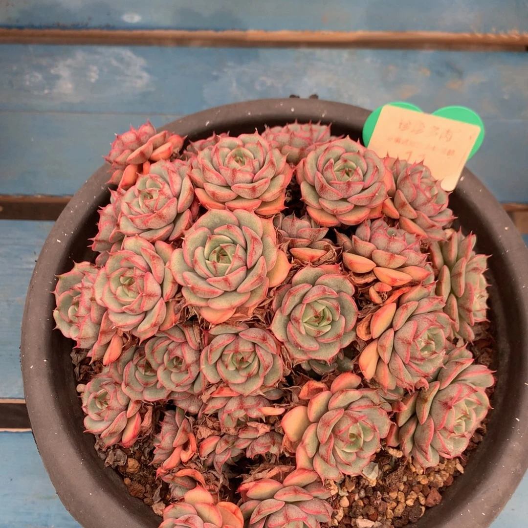 苯巴蒂斯老桩无砍11