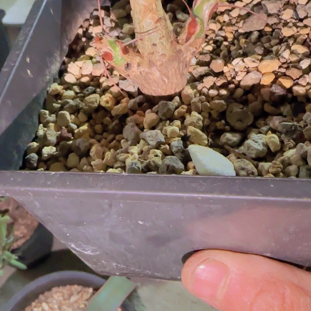 乐*块根植物块根植物