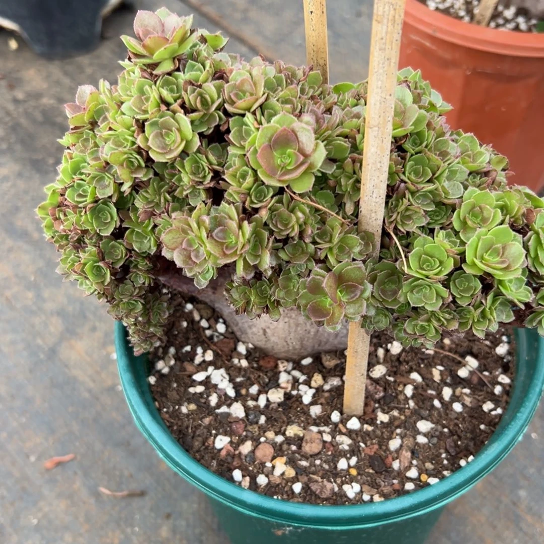 万圣节小朵朵缀化老桩