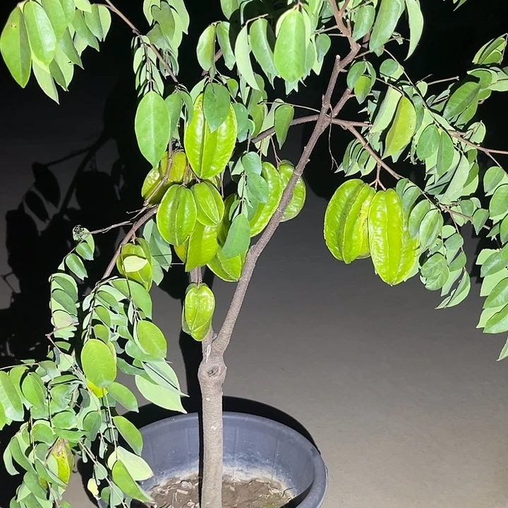 小***蜂完全开放果树8888888