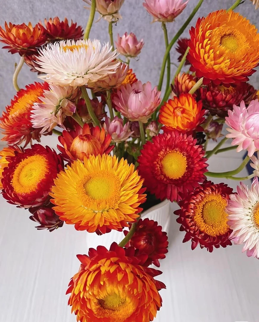 大花型麦秆菊盆栽Q弹可爱花期长庭院阳台开花植物