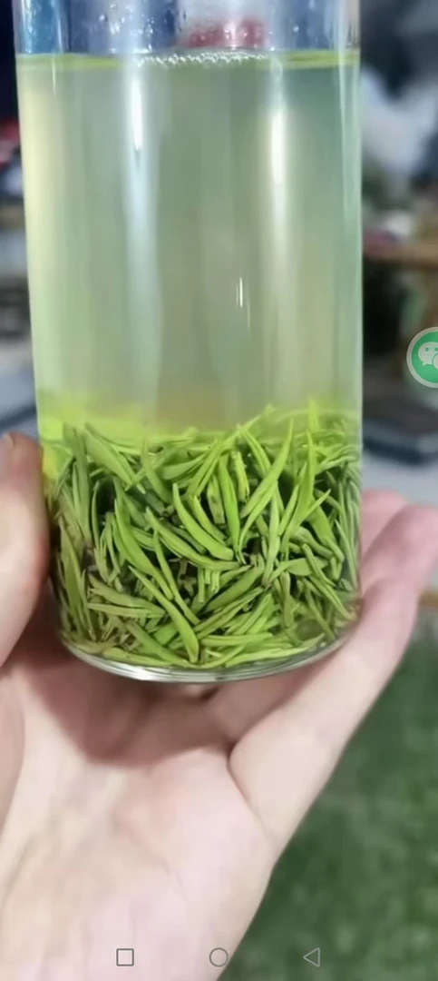 (雨前旱茶小芽)信阳毛尖土门高山耐泡浓香茶叶