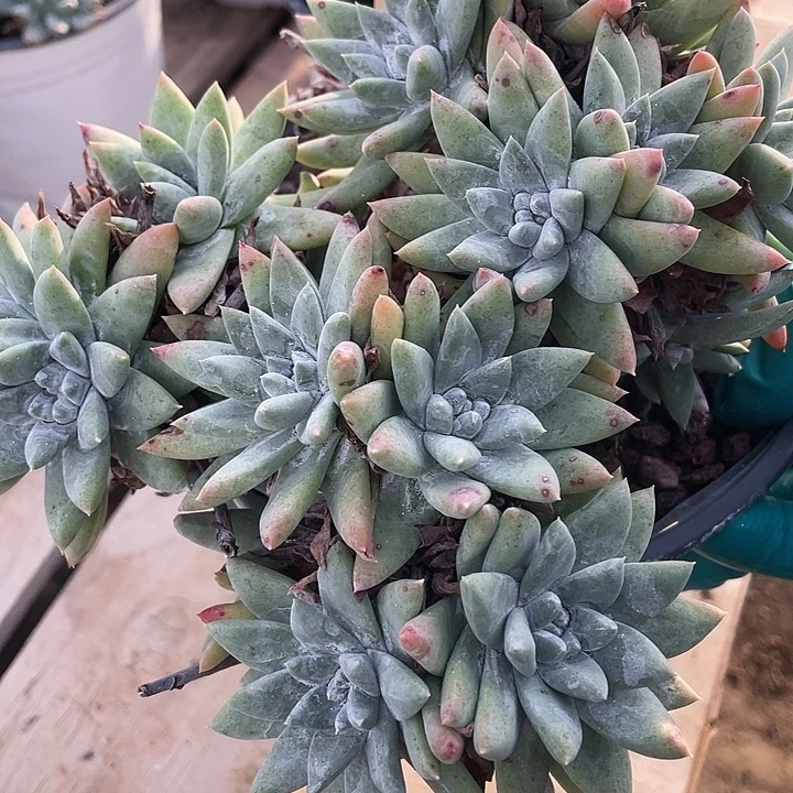 福利白菊苹果叶杂交粗桩福利粗桩
