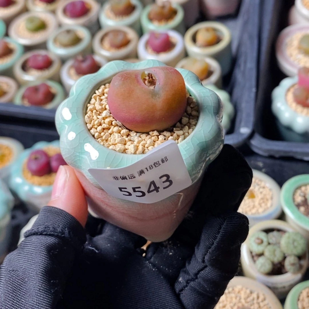 5543--一物一拍 带盆