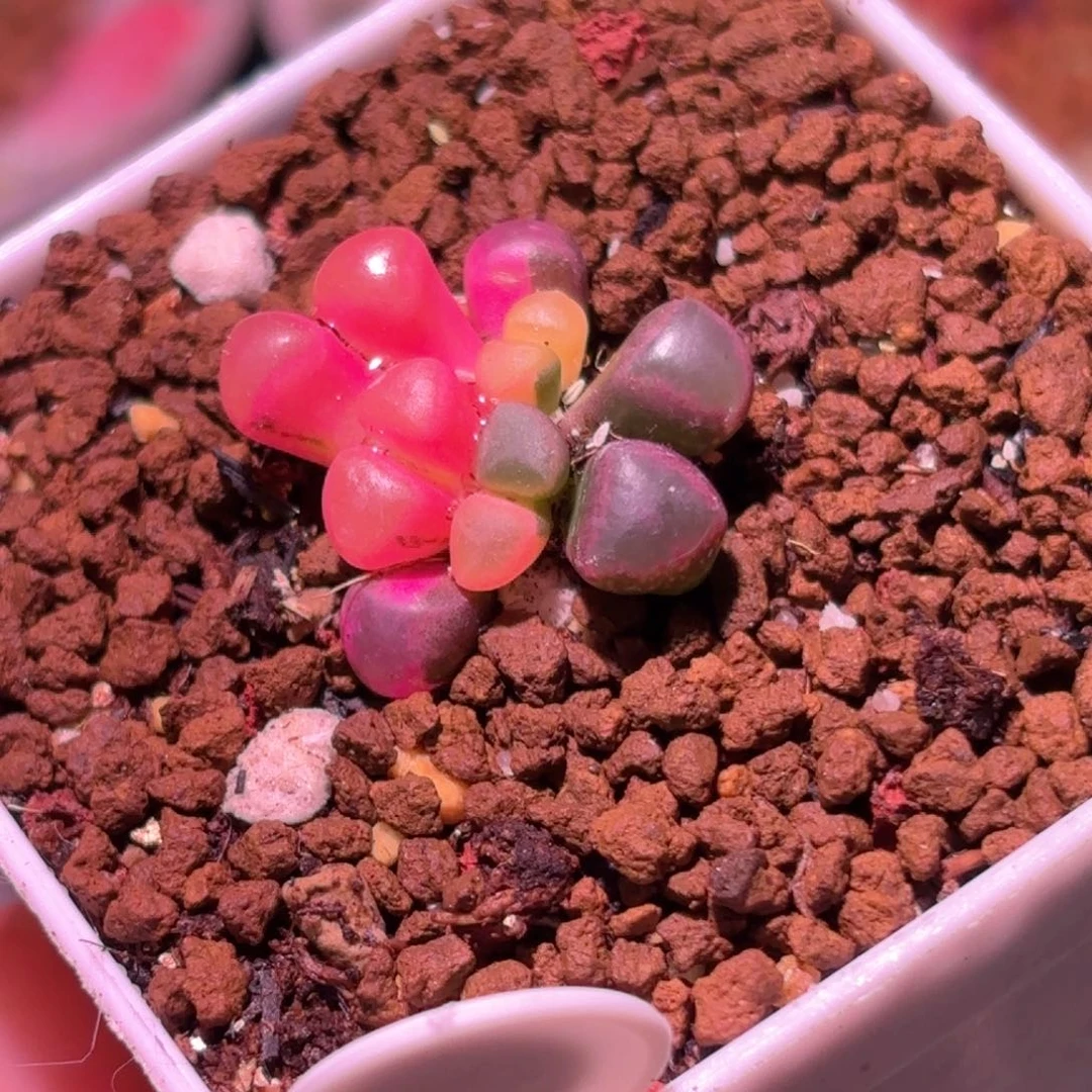 A****929号五十铃玉锦多肉植物锦一物一拍带盆土