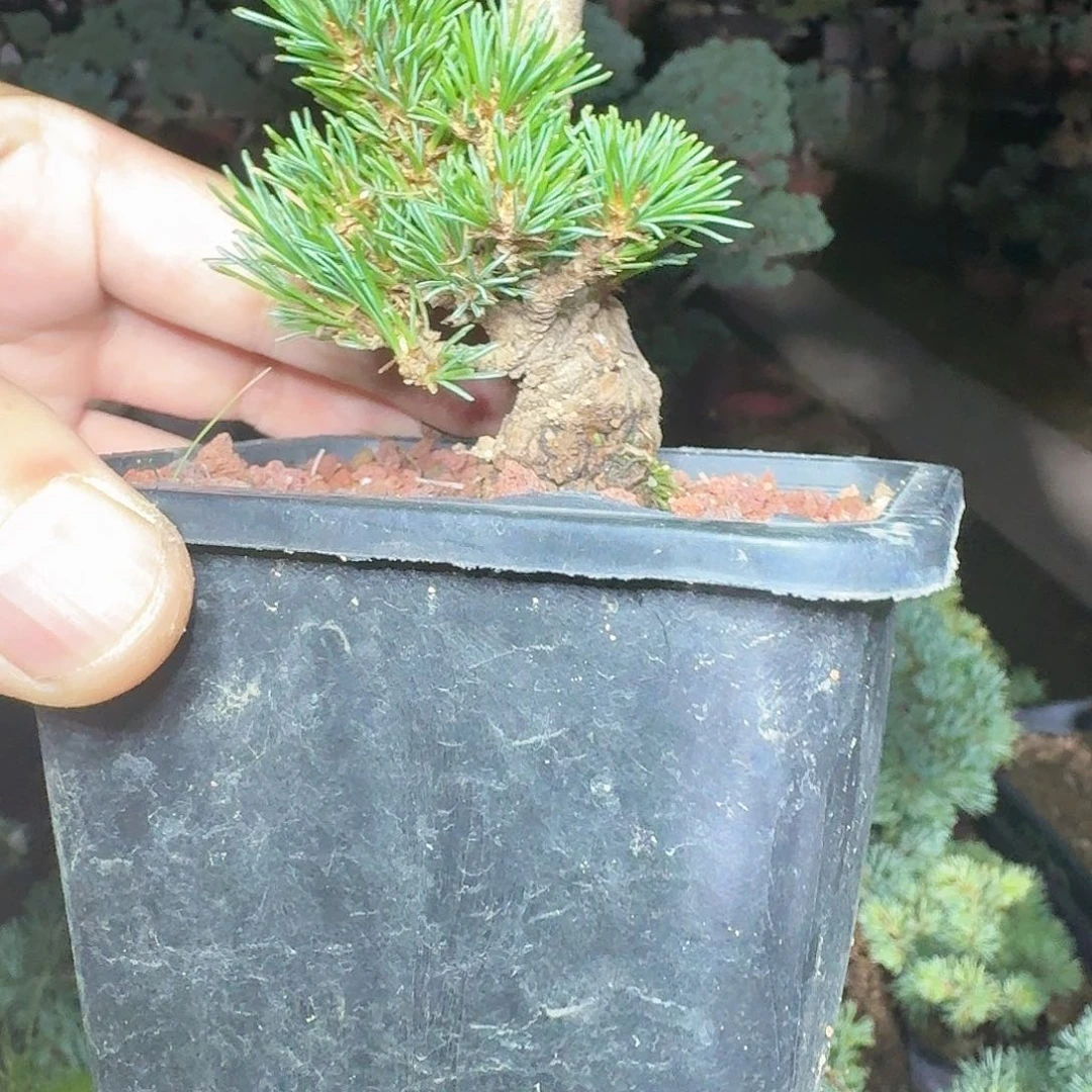 无花朵盆景松树111111
