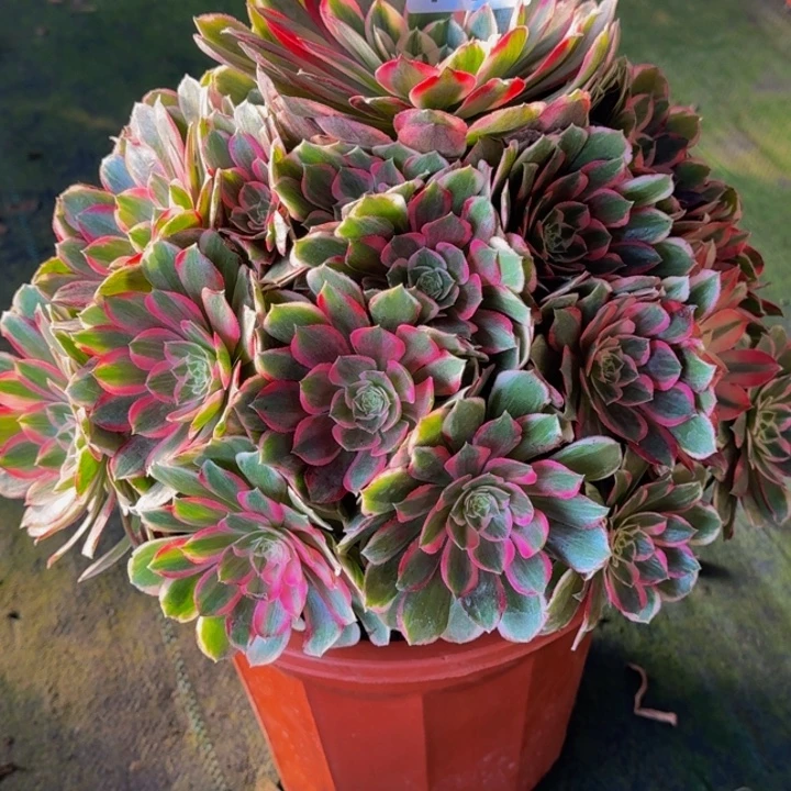 0000000000116孔雀翎福利价