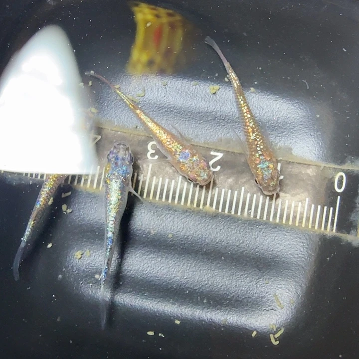 青鳉鱼57号拍品星光混搭